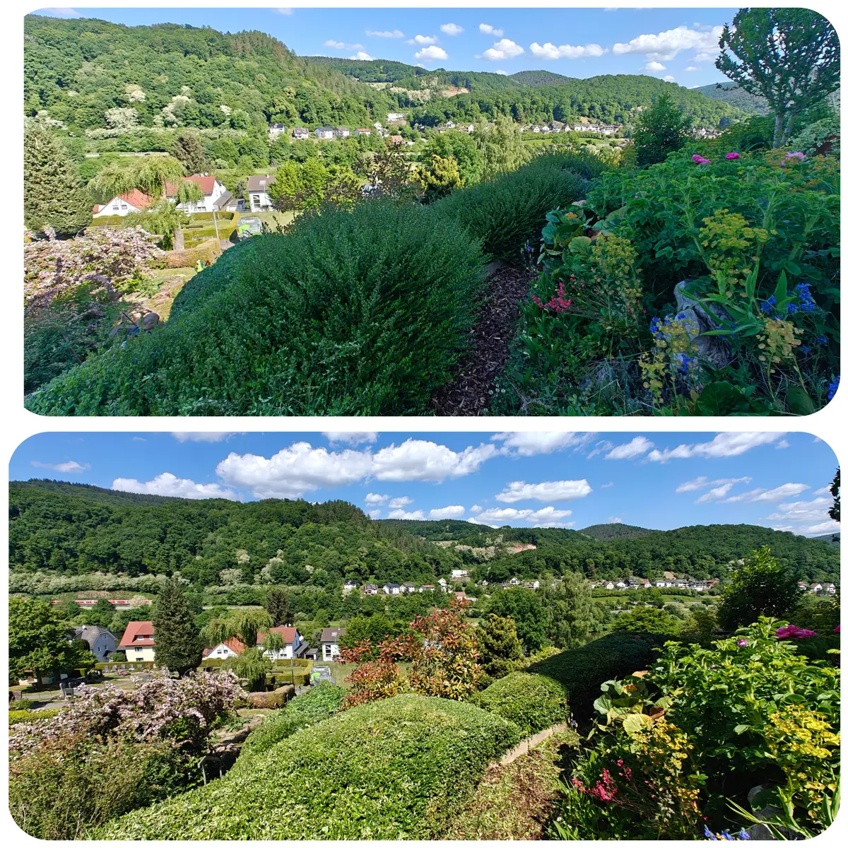 Vorher-Nachher: Buchs- und Heckenkugeln in einem Hanggarten in Eberbach-Pleutersbach mit Blick ins Neckartal, nachher sauber in Form geschnitten