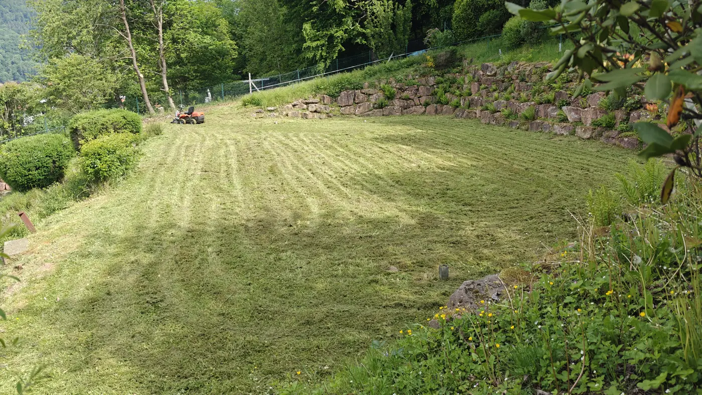 Frisch gemähtes Hanggrundstück mit Sandsteinmauer in Neckargemünd, im Hintergrund der Aufsitzmäher