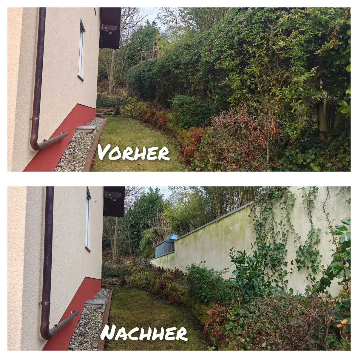 Vorher-Nachher: zugewachsene Hecke und Sträucher am Hang neben einem Wohnhaus in Erbach im Odenwald, nachher stark zurückgeschnitten, Mauer und Rasenweg wieder frei