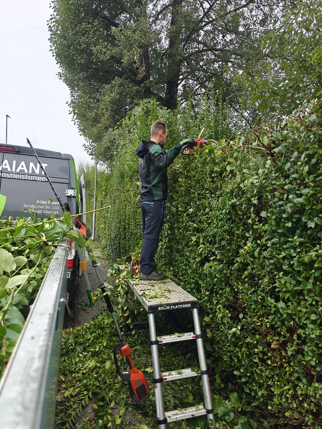 Julian Baiant schneidet eine hohe Hecke vom Podest aus mit der Akku-Heckenschere